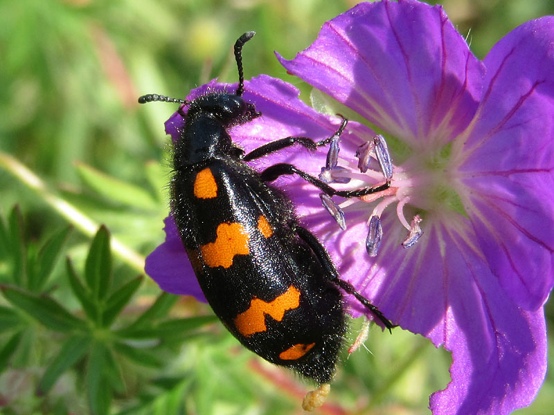 Meloidae: Hycleus polymorphus